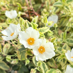 Little Miss Sunshine Rockrose