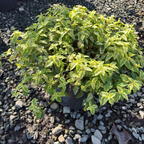 Little Miss Sunshine Rockrose