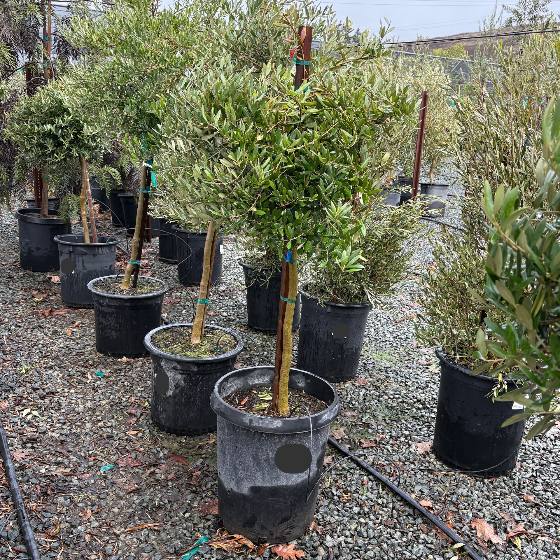 Row of 15 gallon potted Little Ollie Olive trees in a nursery setting