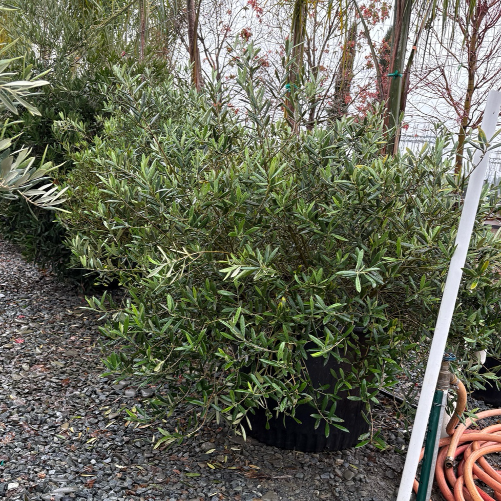 Large bushy Little Ollie Olive in a pot on a gravel surface with trees in the background