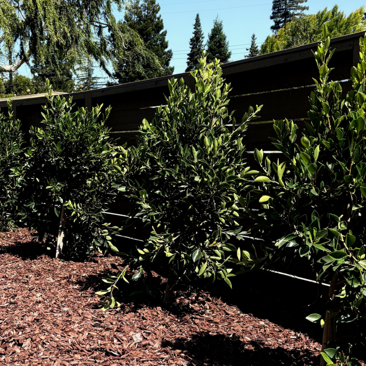 Row of green Little Ollie Olive shrubs in black pots on a mulched ground with trees in the background.