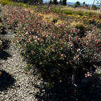 Little Richard Glossy Abelia