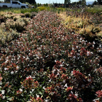 Little Richard Glossy Abelia