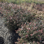 Little Richard Glossy Abelia