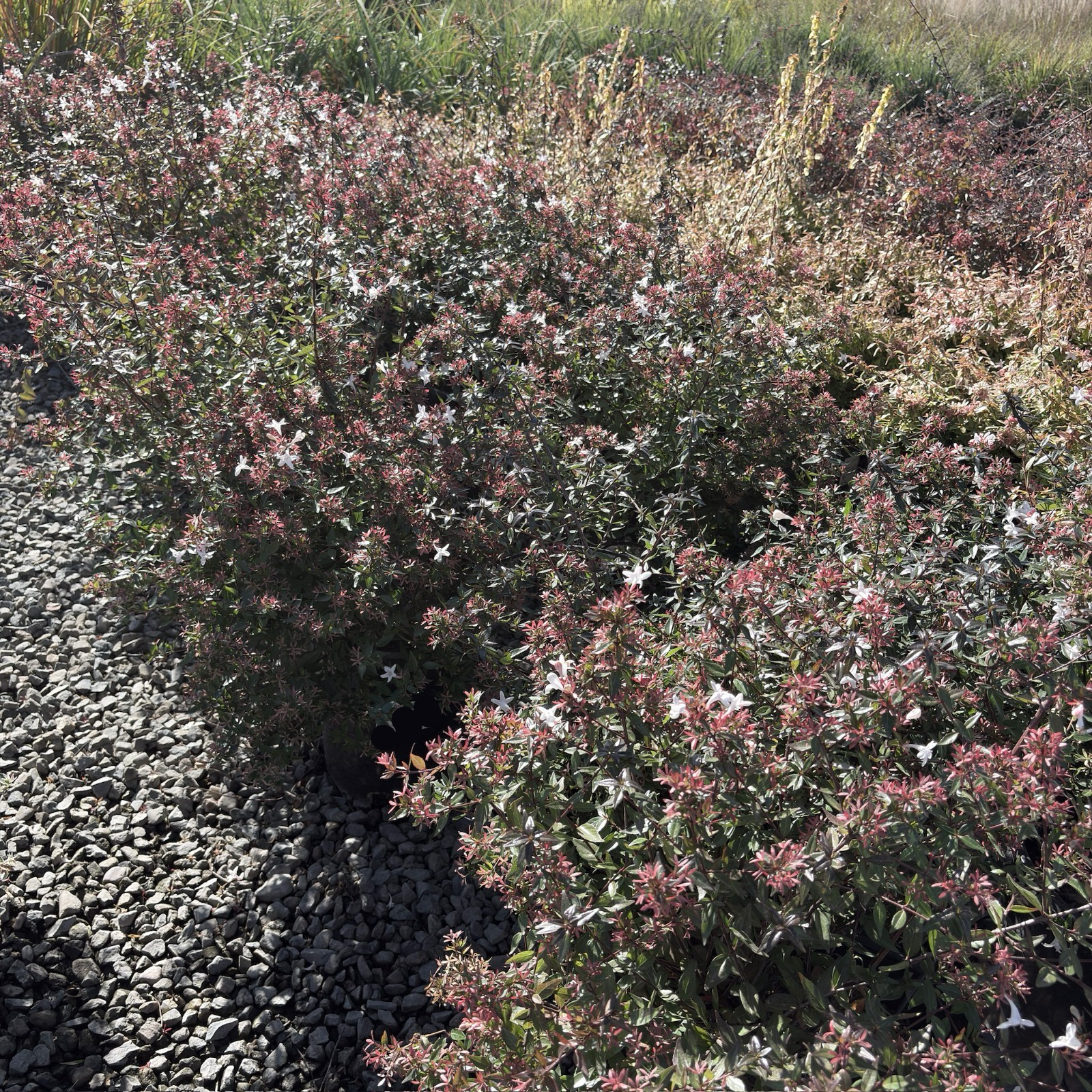 Little Richard Glossy Abelia