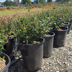 Little Richard Glossy Abelia