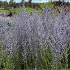 Little Spire Russian Sage