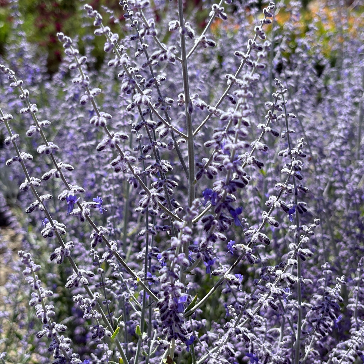 Little Spire Russian Sage