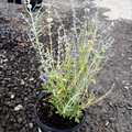 Little Spire Russian Sage