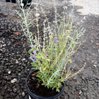 Little Spire Russian Sage