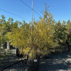Long John Grevillea