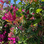 Lonicera Pink Honeysuckle