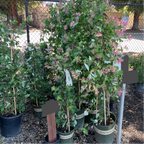 Lonicera Pink Honeysuckle