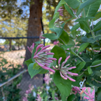 Lonicera Pink Honeysuckle