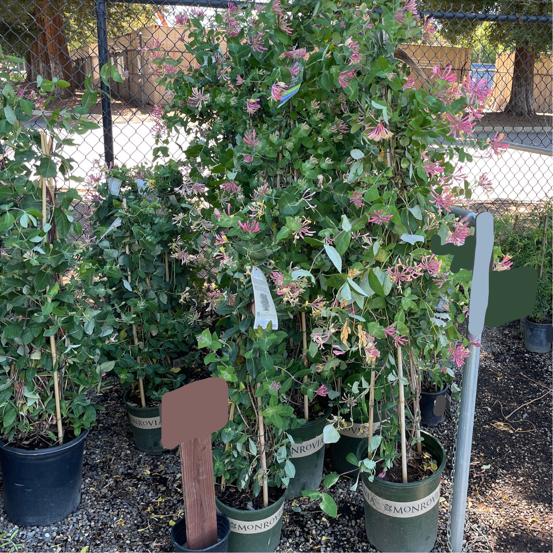 Lonicera Pink Honeysuckle