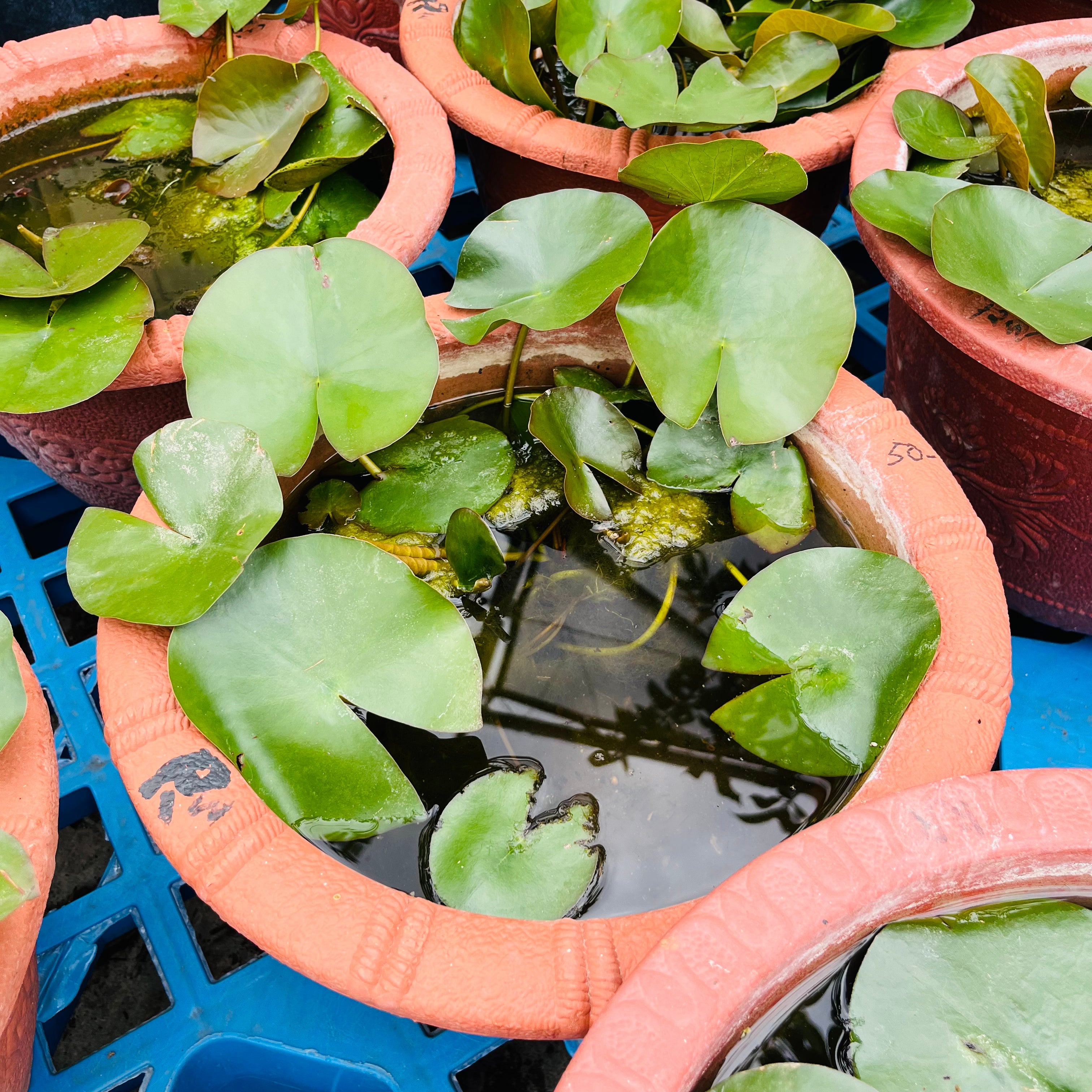Potted water Lotus in a blue tray