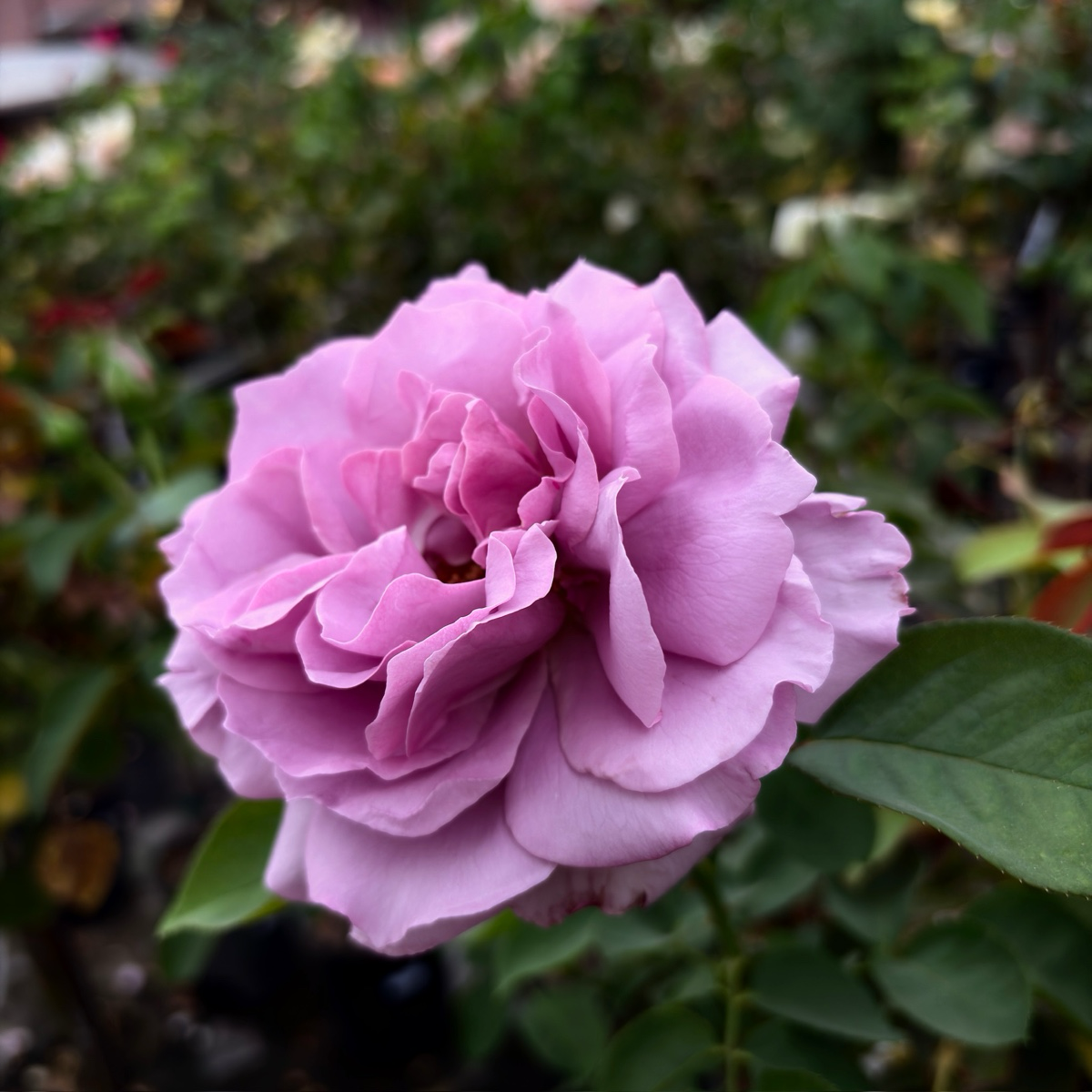 Love Song Floribunda Rose