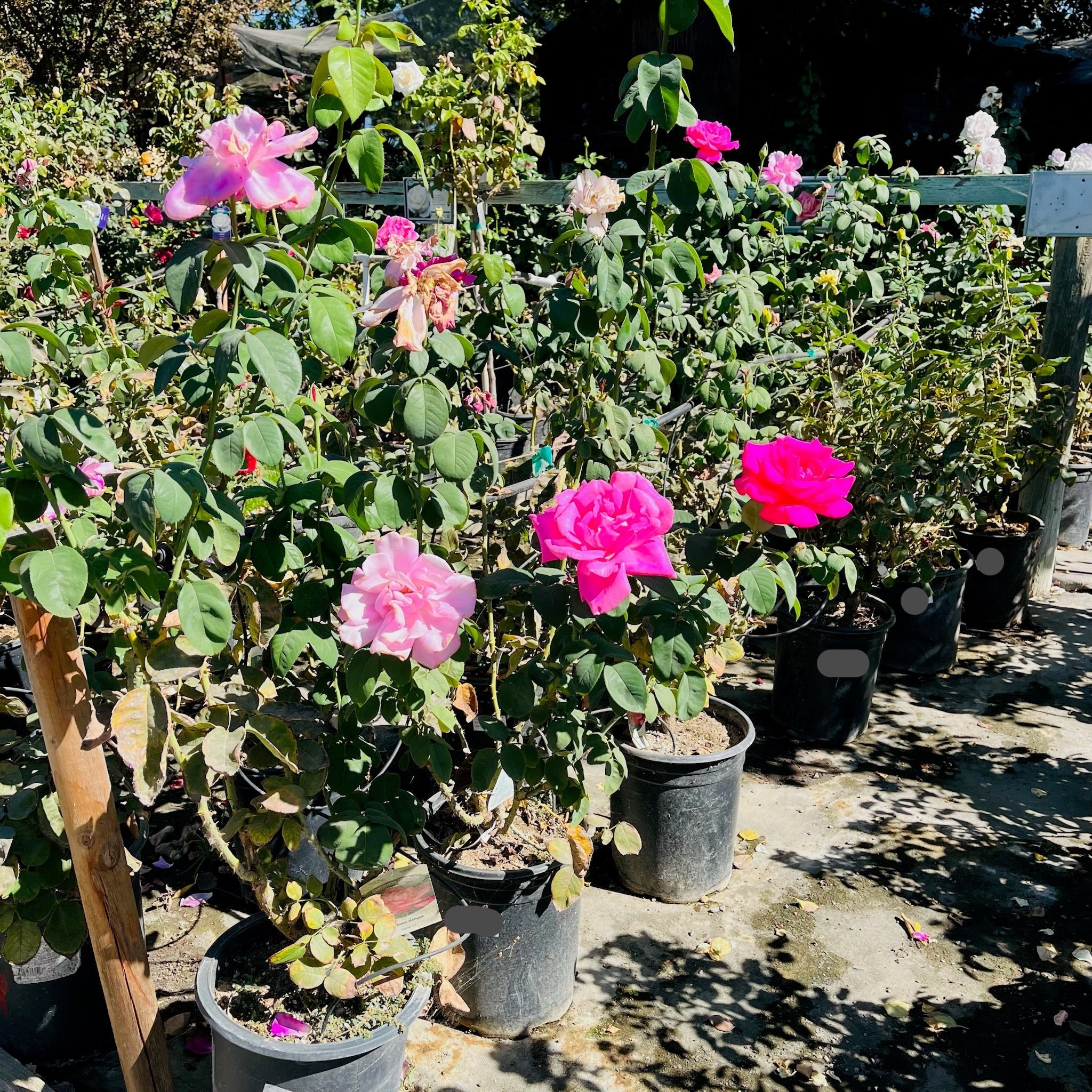 Love Song Floribunda Rose