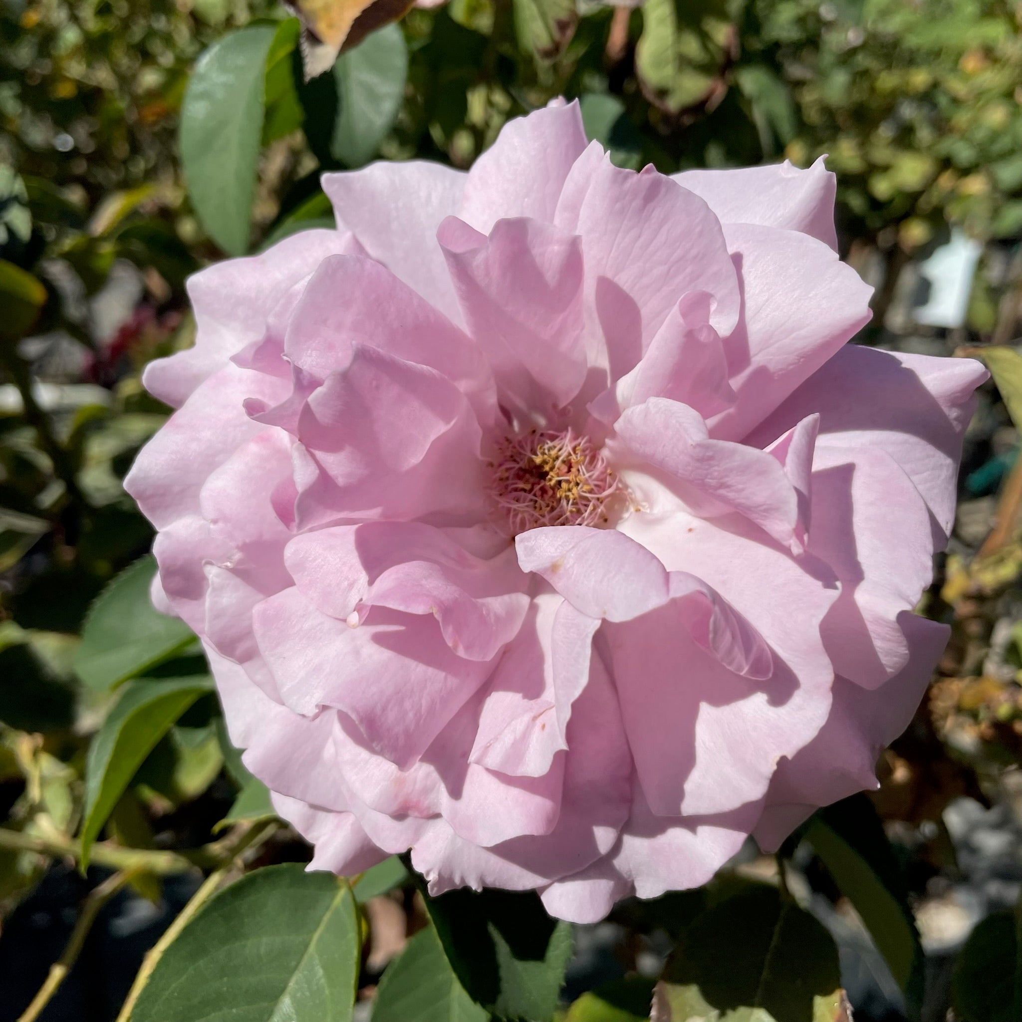Love Song Floribunda Rose