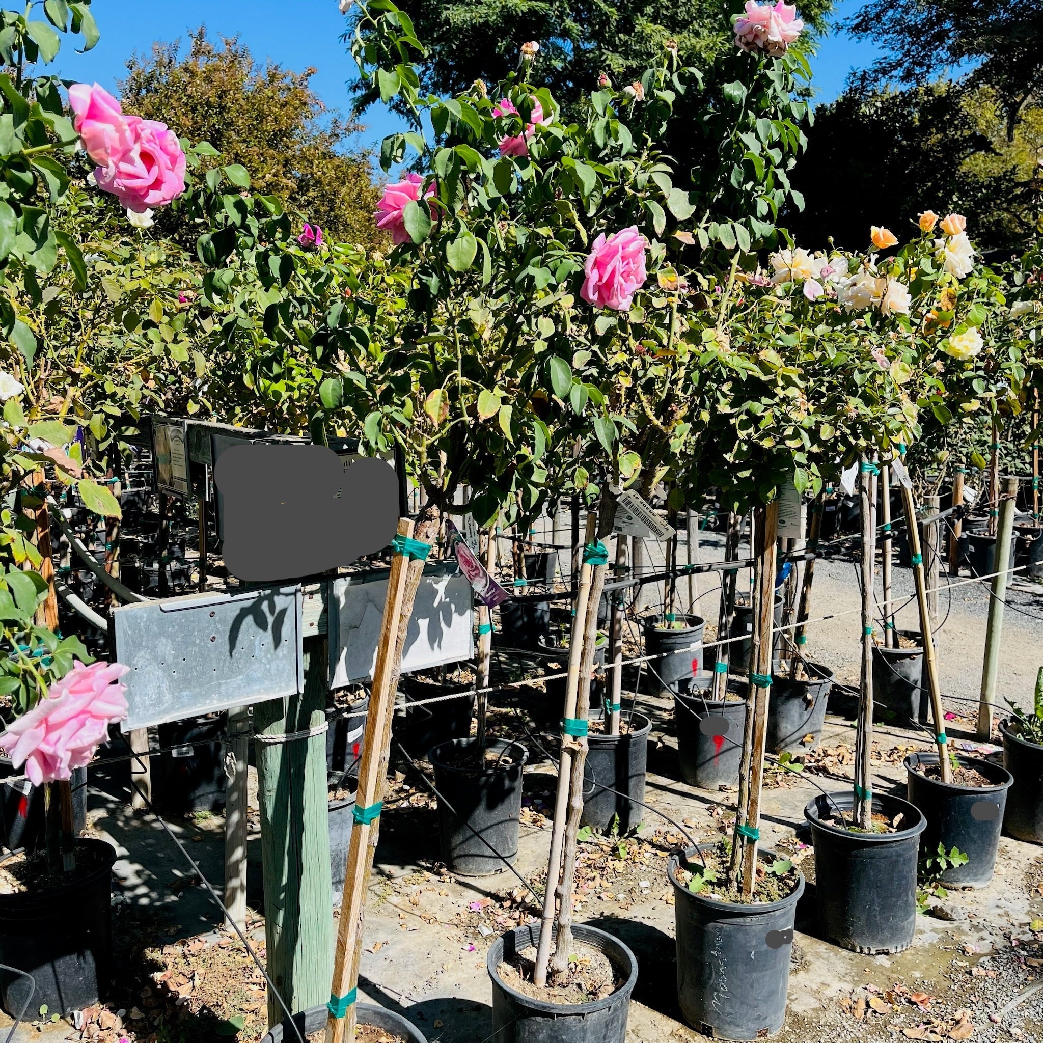 Love Song Floribunda Rose