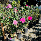 Love Song Floribunda Rose