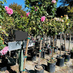Love Song Floribunda Rose