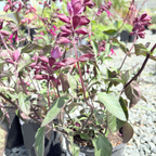 Love and Wishes Sage