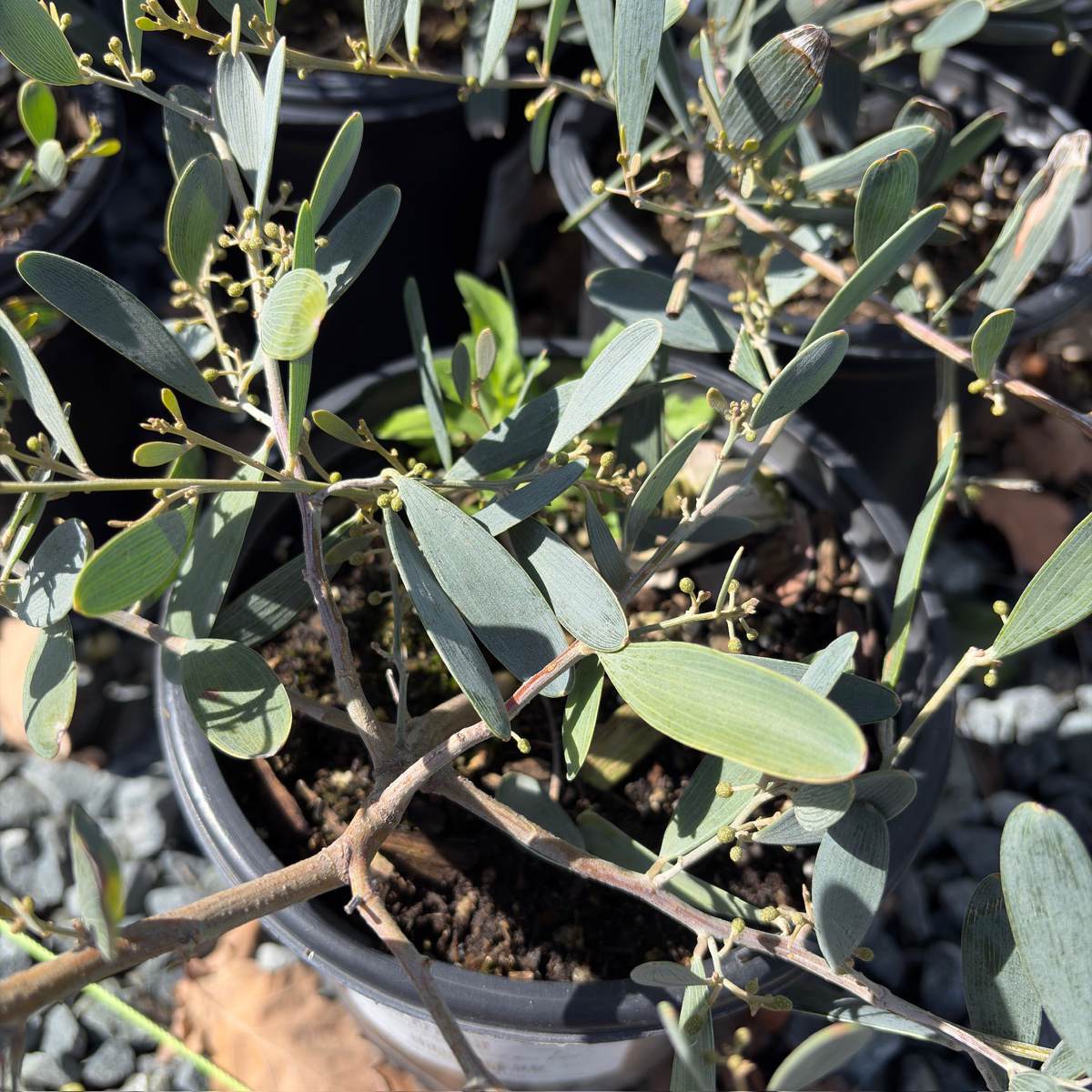 Potted Low Boy Prostrate Acacia with green leaves in a garden setting