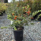 Lowboy Pyracantha