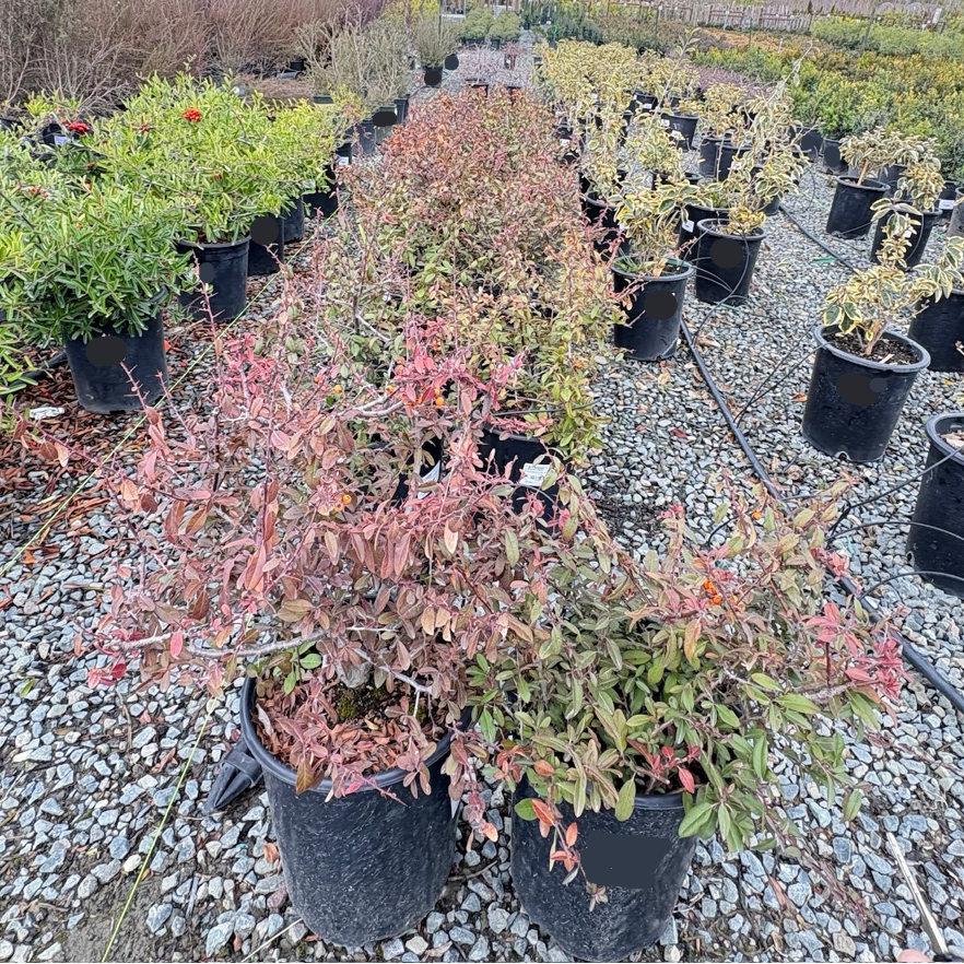 Lowboy Pyracantha