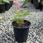 Luxuriant Bleeding Heart