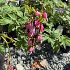 Luxuriant Bleeding Heart