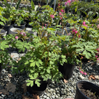 Luxuriant Bleeding Heart