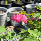 Luxuriant Bleeding Heart