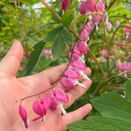 Luxuriant Bleeding Heart