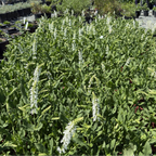 Lyrical White Meadow Sage