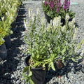 Lyrical White Meadow Sage