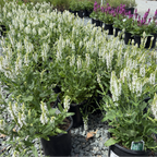 Lyrical White Meadow Sage