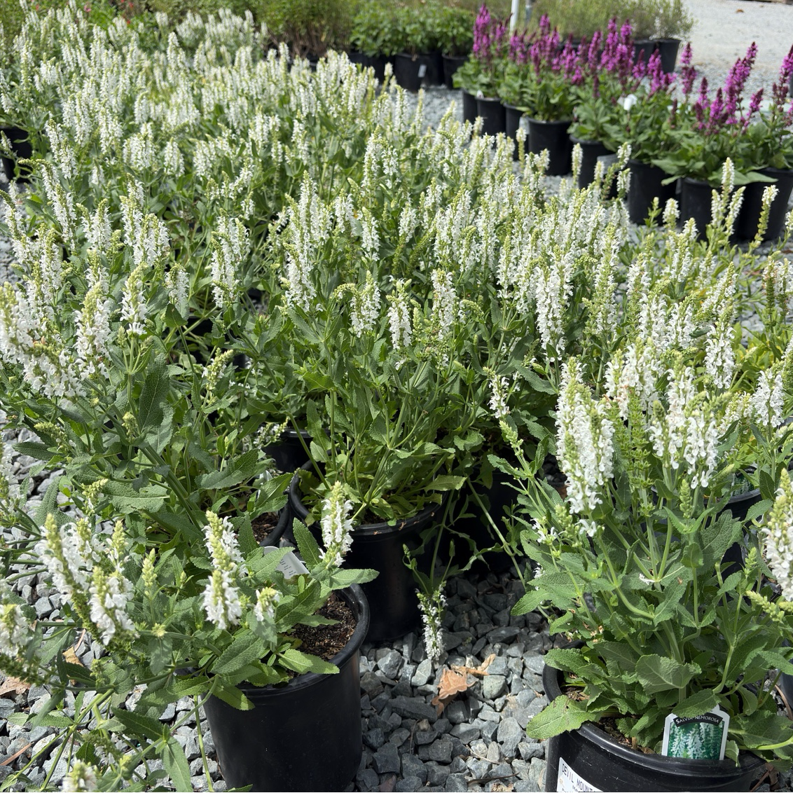 Lyrical White Meadow Sage