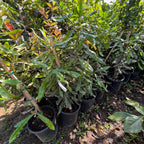 Row of potted Macadamia trees in victory  nursery setting