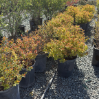 Magic Carpet Japanese Spirea