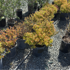 Magic Carpet Japanese Spirea