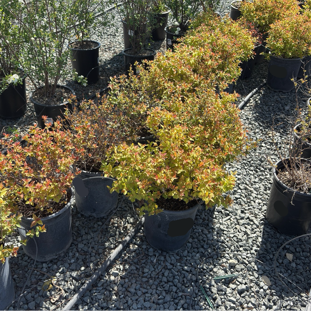 Magic Carpet Japanese Spirea