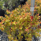 Magic Carpet Japanese Spirea