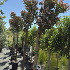Majestic Beauty® Indian Hawthorn