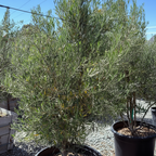 Majestic Beauty Olive
