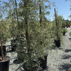 Majestic Beauty Olive Tree