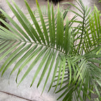 Majesty Palm