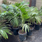 Majesty Palm