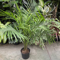 Majesty Palm